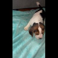 Beagle - Both