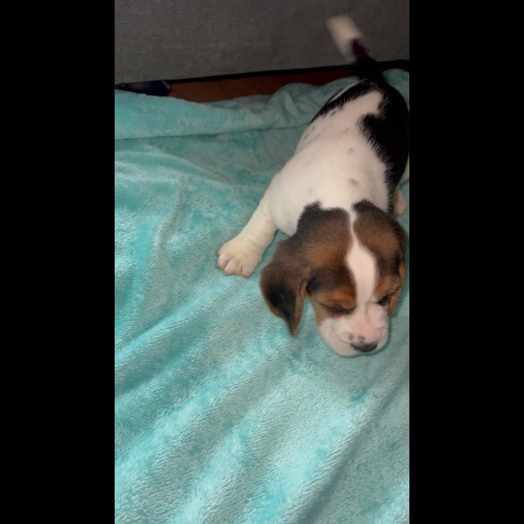 Beagle - Both