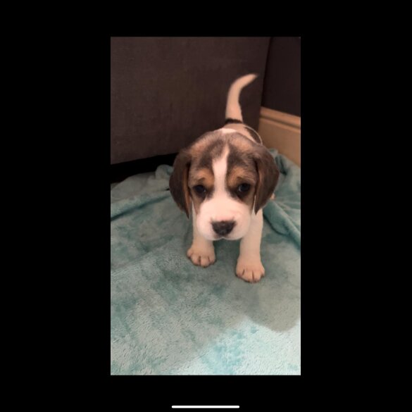 Beagle - Both