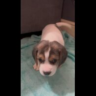 Beagle - Both