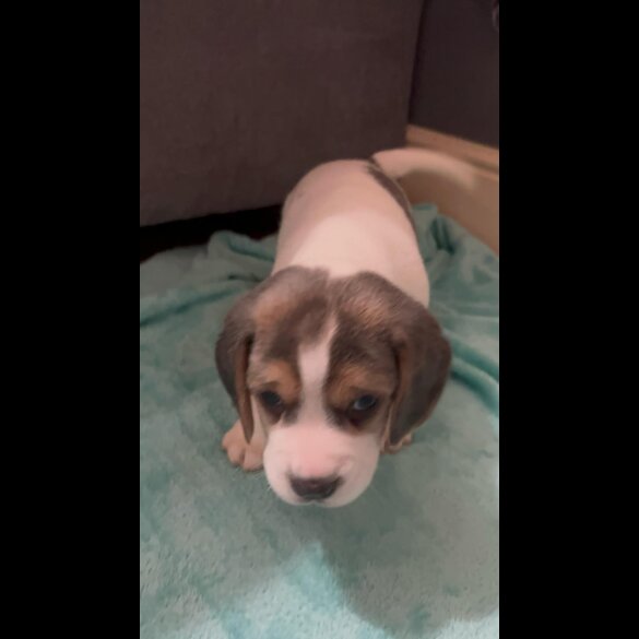 Beagle - Both