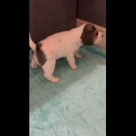 Beagle - Both