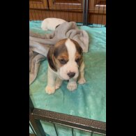 Beagle - Both