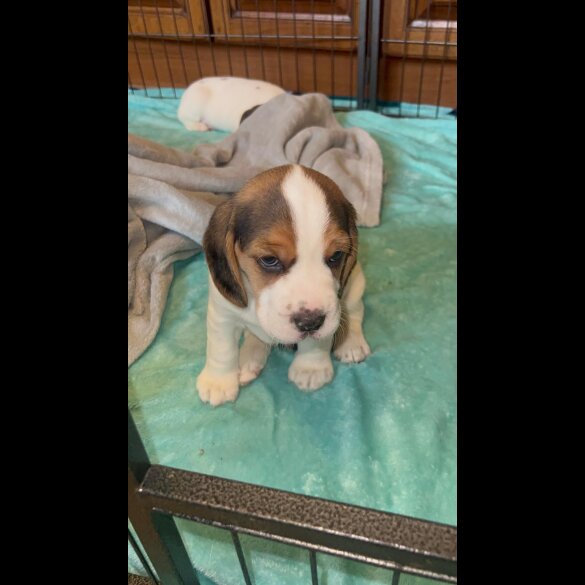 Beagle - Both