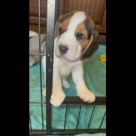 Beagle - Both