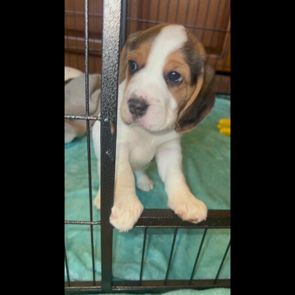 Beagle - Both