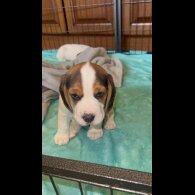 Beagle - Both