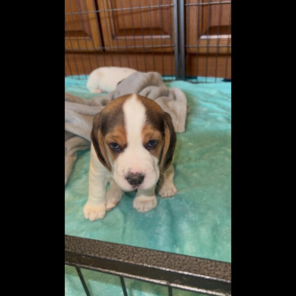 Beagle - Both