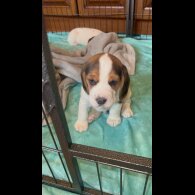 Beagle - Both