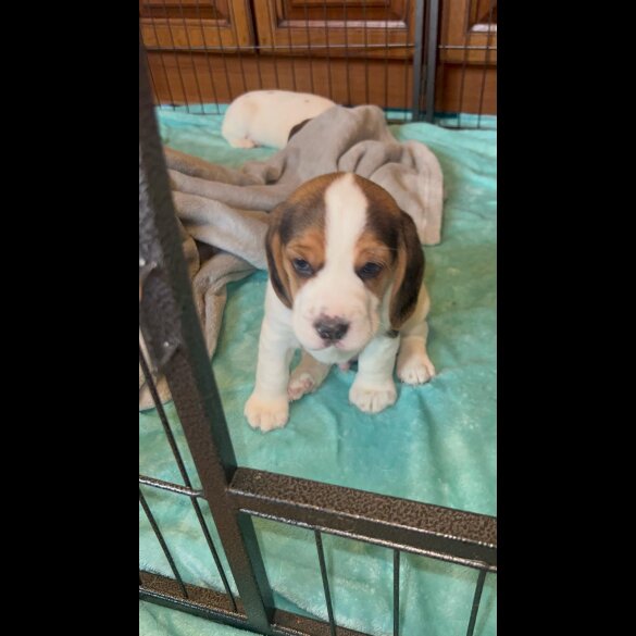 Beagle - Both