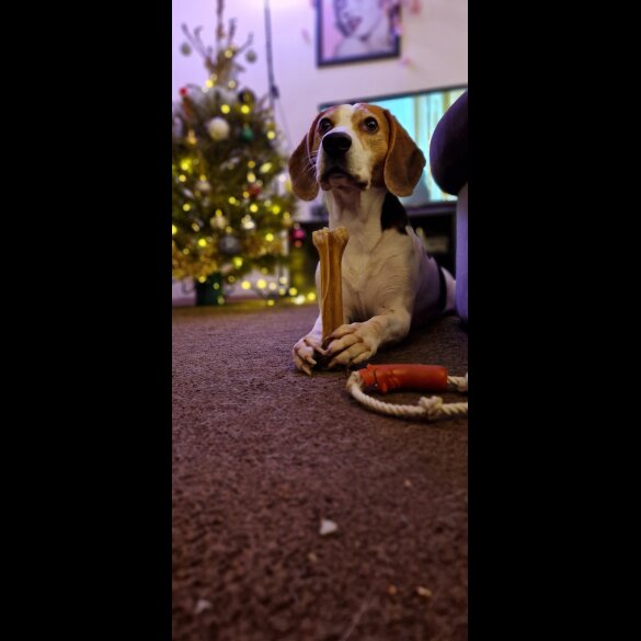 Beagle - Both