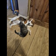 Beagle - Both