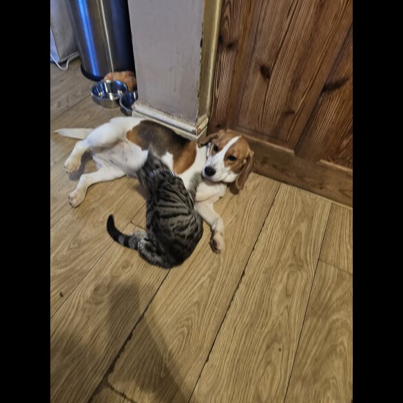 Beagle - Both