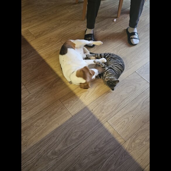 Beagle - Both