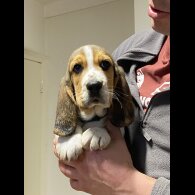 Beagle - Both