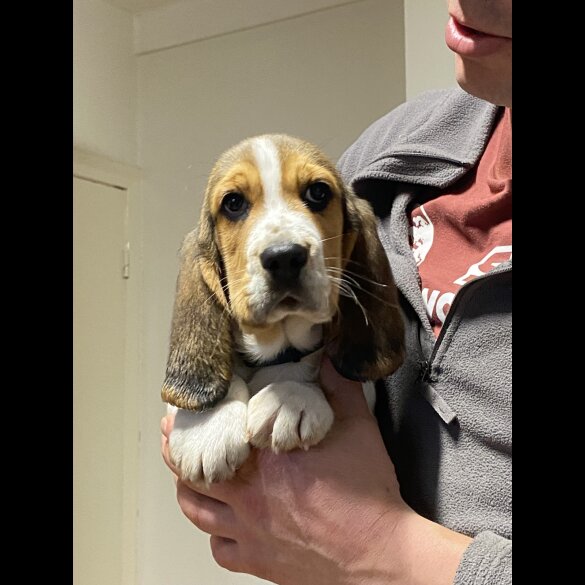 Beagle - Both