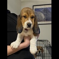 Beagle - Both