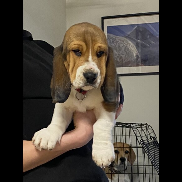 Beagle - Both