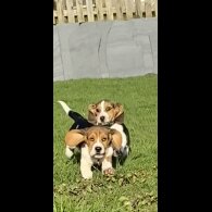 Beagle - Both