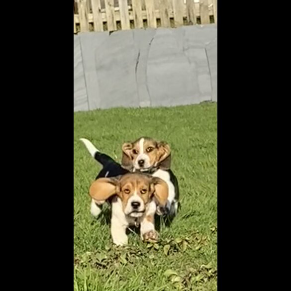 Beagle - Both