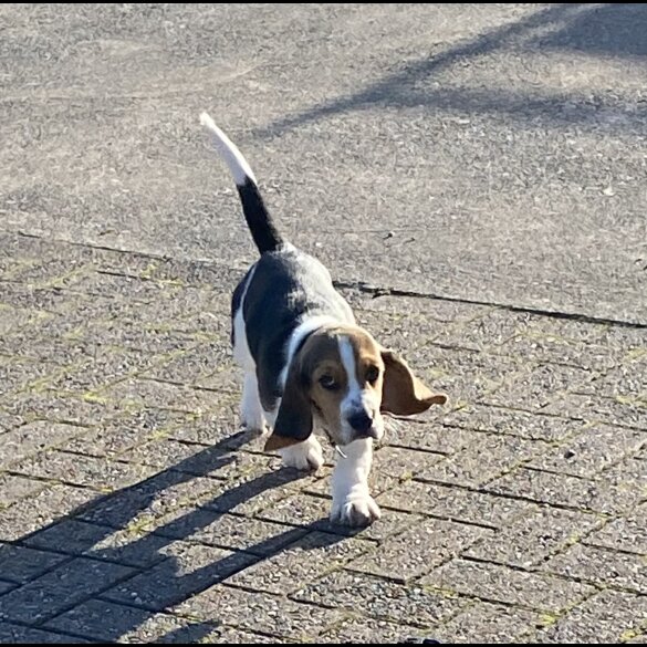 Beagle - Both