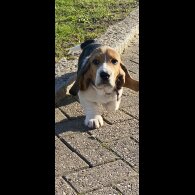 Beagle - Both