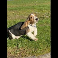 Beagle - Both