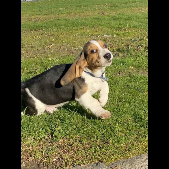 Beagle - Both