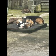 Beagle - Both