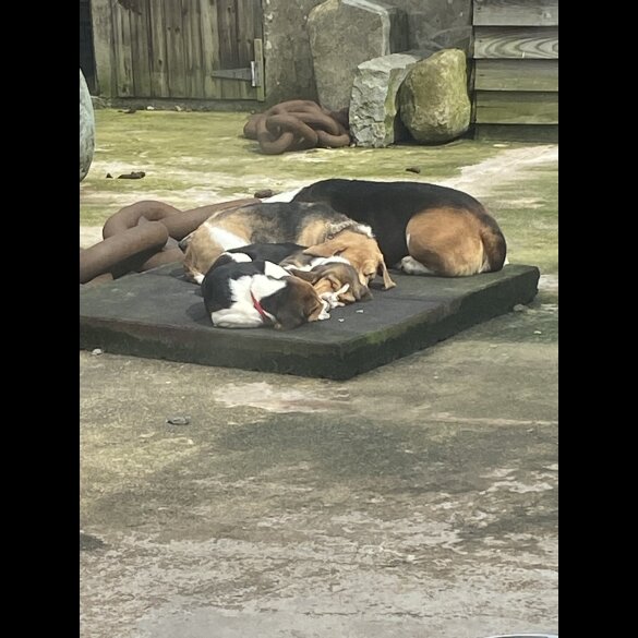 Beagle - Both