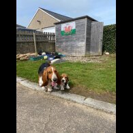 Beagle - Both