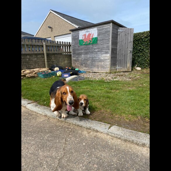 Beagle - Both