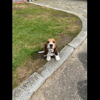 Beagle - Both