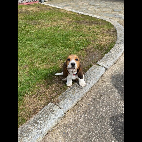 Beagle - Both