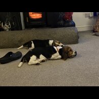 Beagle - Both