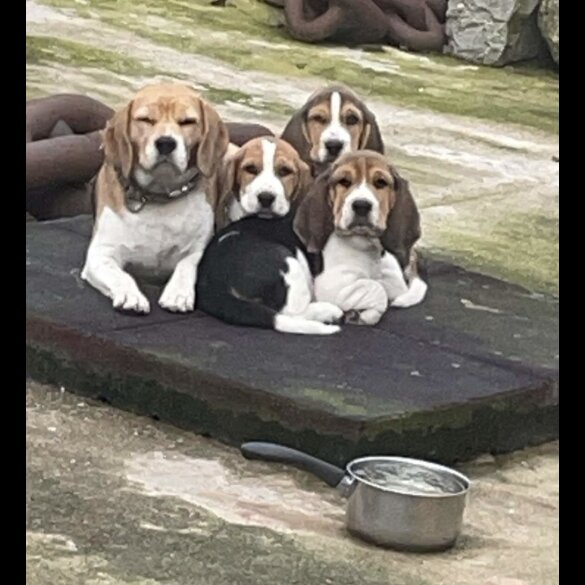 Beagle - Both