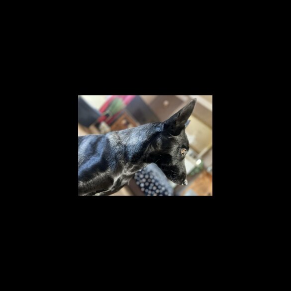 Belgian Shepherd Dog (Groenendael) - Both