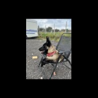 Belgian Shepherd Dog (Groenendael) - Both