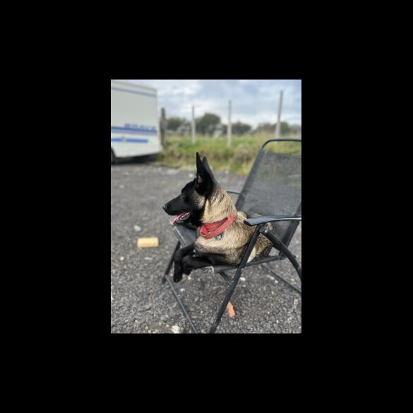 Belgian Shepherd Dog (Groenendael) - Both