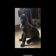 Belgian Shepherd Dog (Groenendael) - Both
