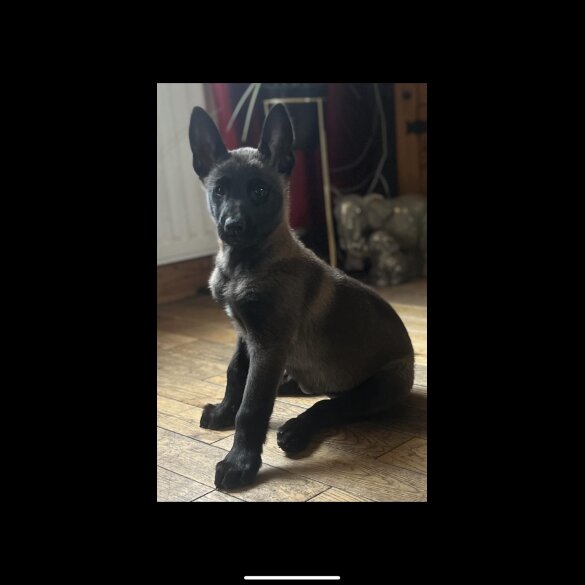 Belgian Shepherd Dog (Groenendael) - Both