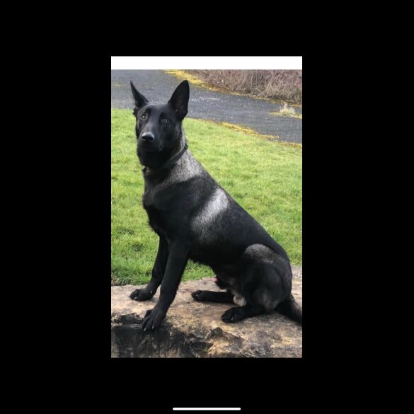 Belgian Shepherd Dog (Groenendael) - Both