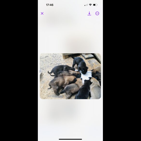 Belgian Shepherd Dog (Groenendael) - Both