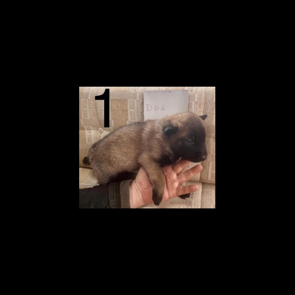 Belgian Shepherd Dog (Groenendael) - Both