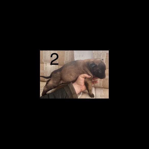 Belgian Shepherd Dog (Groenendael) - Both