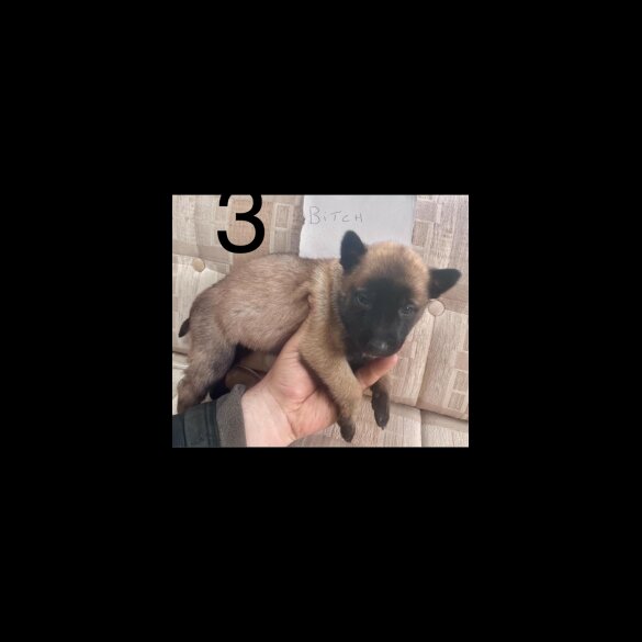 Belgian Shepherd Dog (Groenendael) - Both