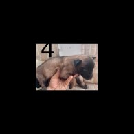 Belgian Shepherd Dog (Groenendael) - Both