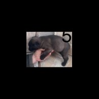 Belgian Shepherd Dog (Groenendael) - Both