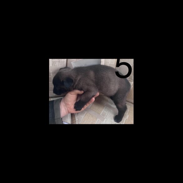 Belgian Shepherd Dog (Groenendael) - Both
