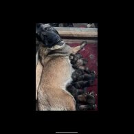 Belgian Shepherd Dog (Groenendael) - Both
